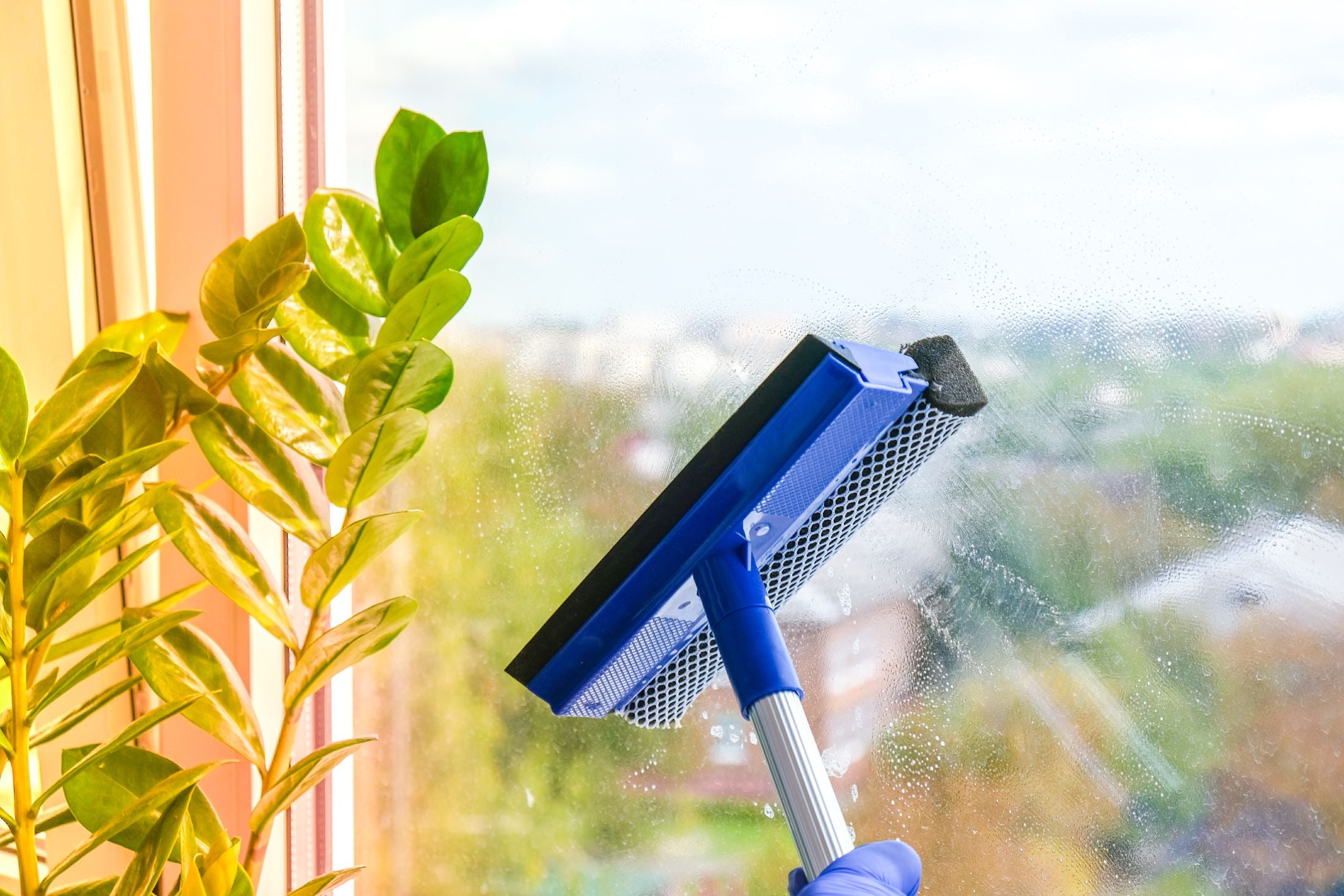 Window cleaning tool being used to clean a window with a plant in the foreground.
